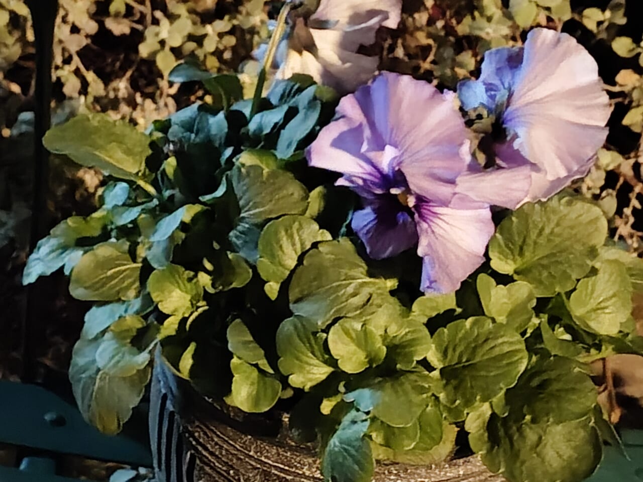 Xperia 10 VII　夜間