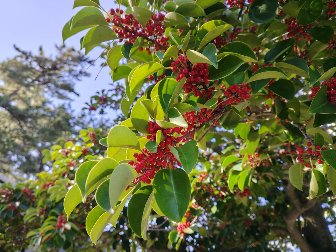 AQUOS sense10 レビュー・カメラ