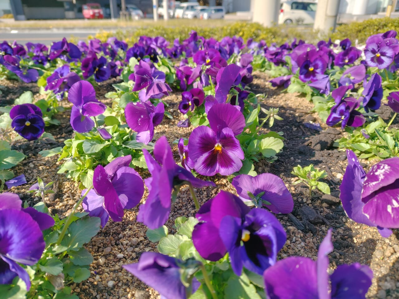 AQUOS sense10 レビュー・カメラ