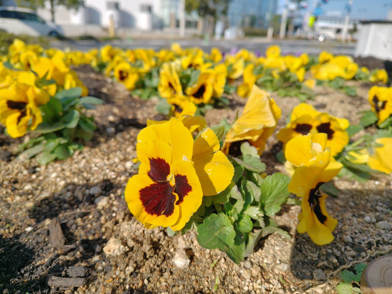 AQUOS sense10 レビュー・カメラ