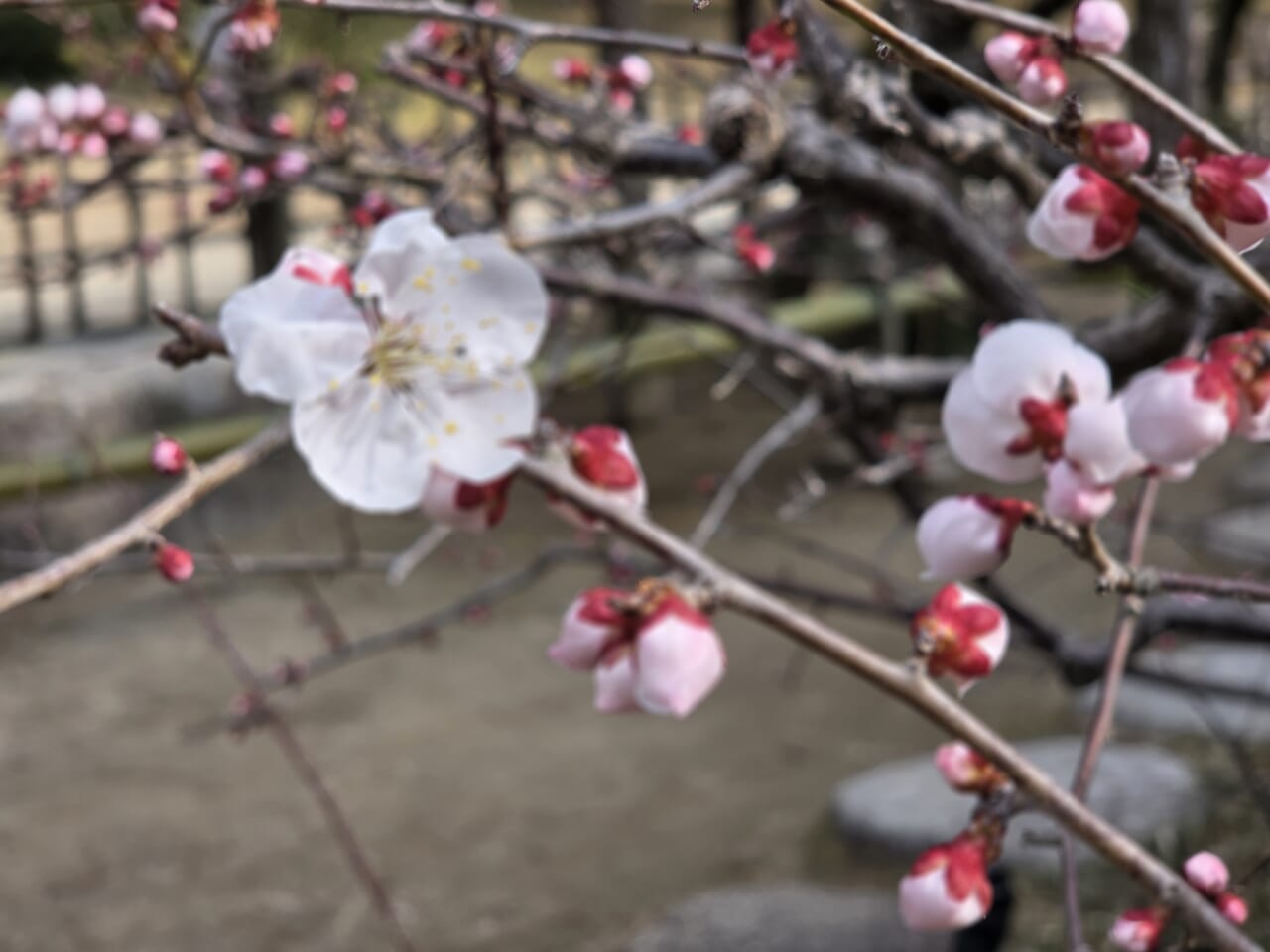 Galaxy S25のボケ調整