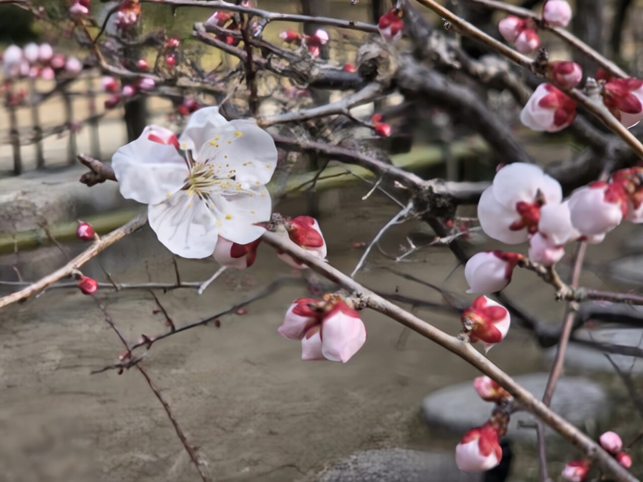 Galaxy S25のボケ調整