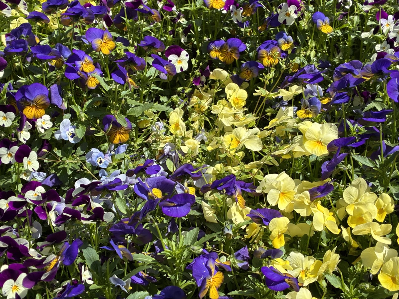 iPhone17eの写真作例
