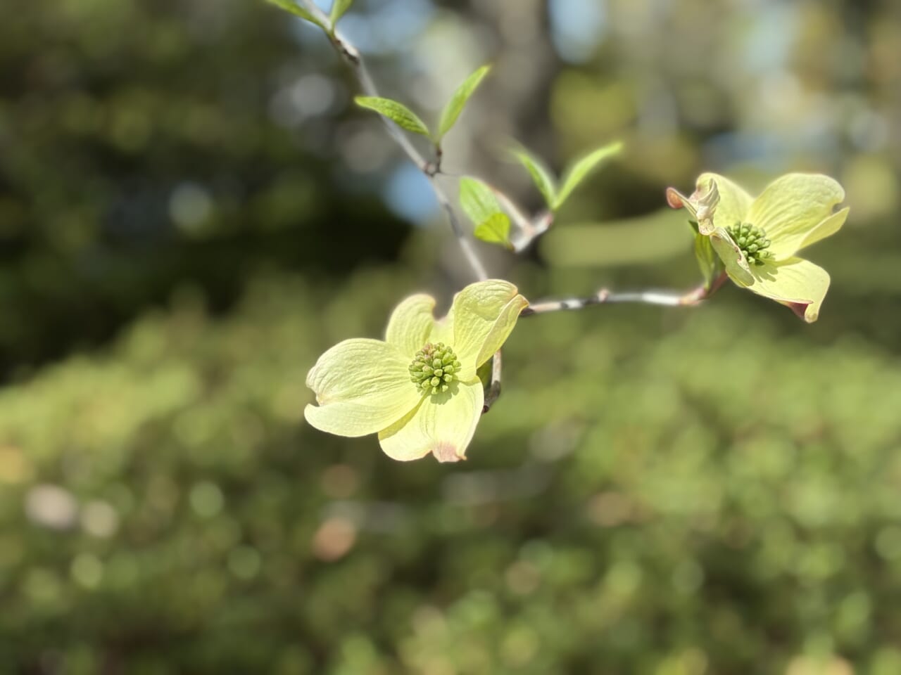 iPhone17eの写真作例