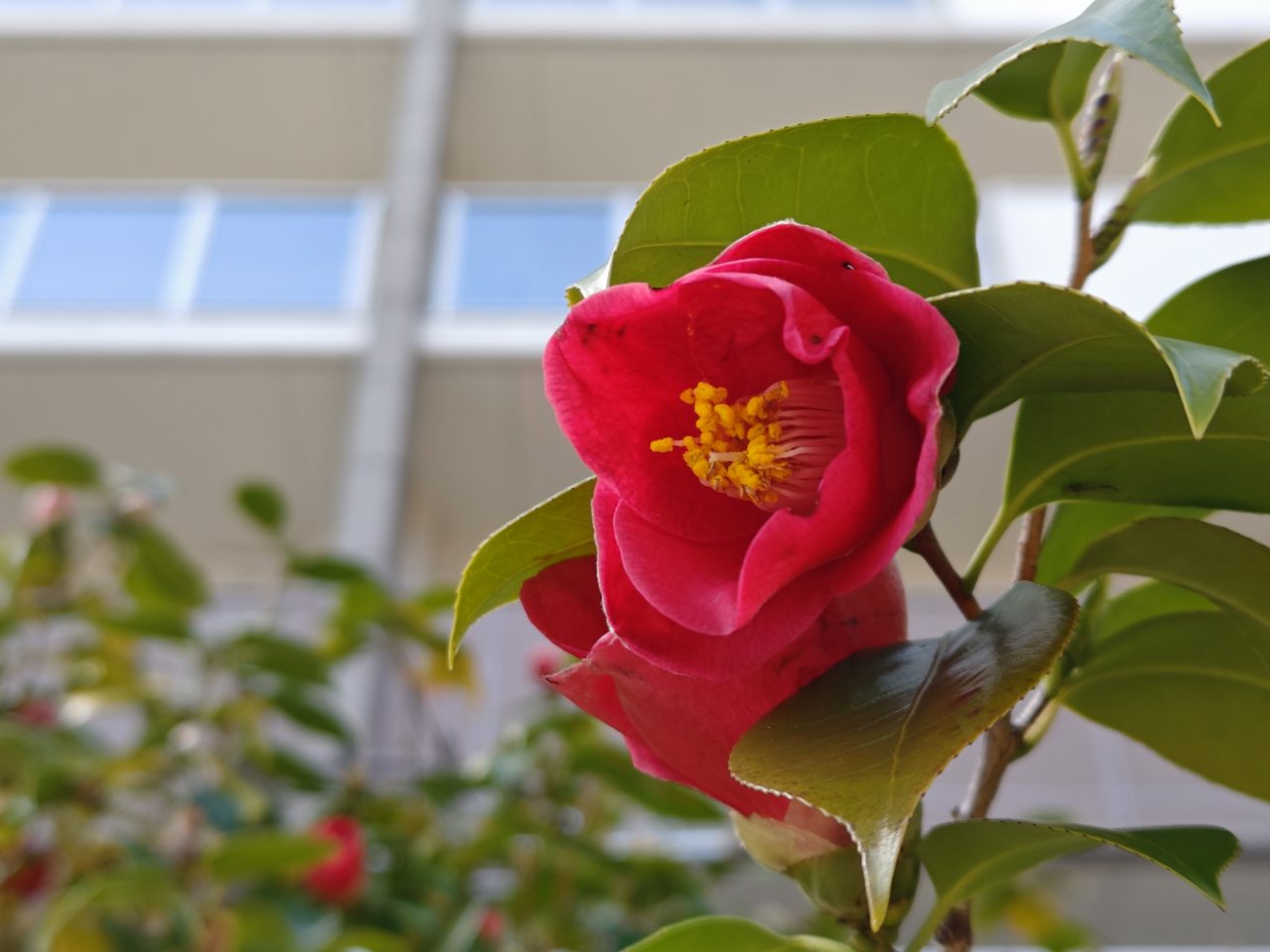 AQUOS R8 proの写真作例