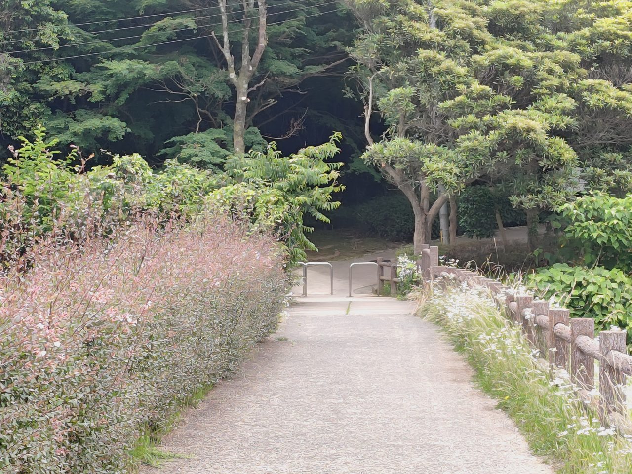 AQUOS R8 proの写真作例