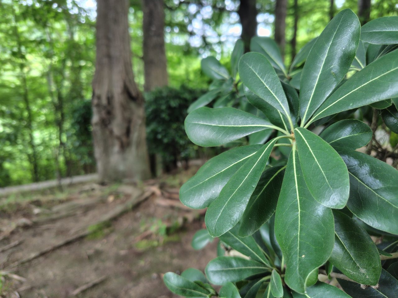 AQUOS sense8の写真作例