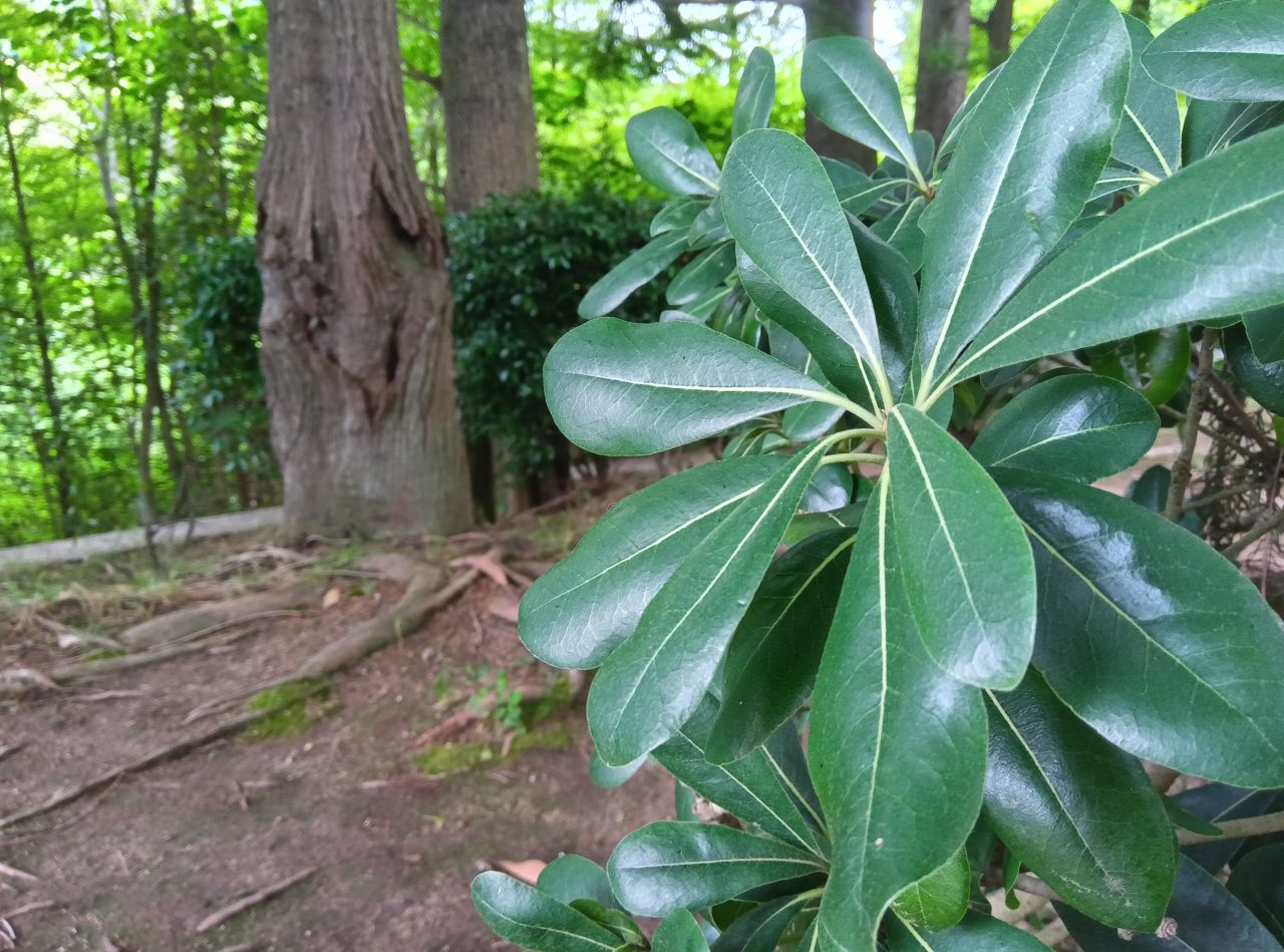 AQUOS wish3の写真作例