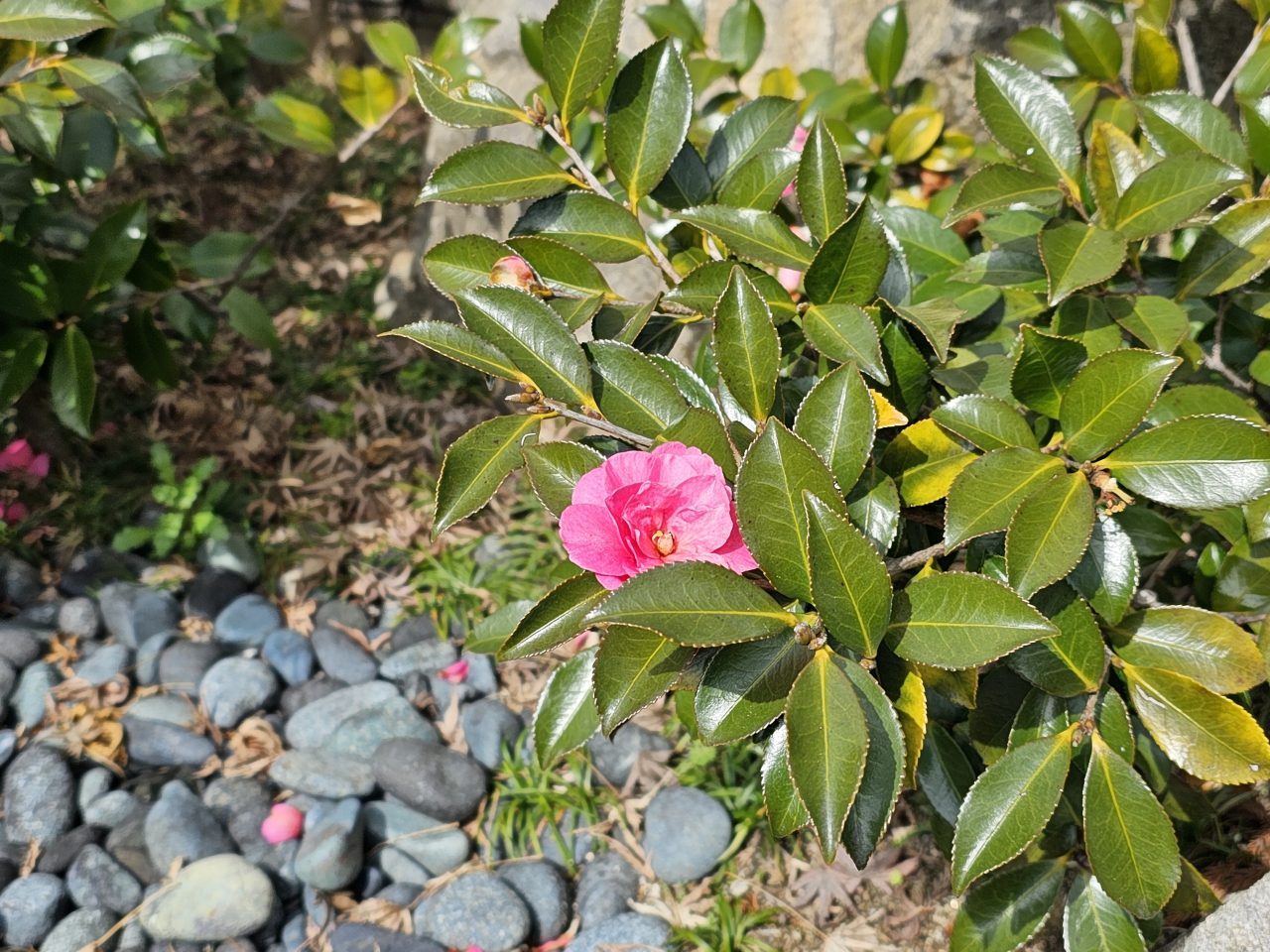 Galaxy S23 Ultraの写真作例