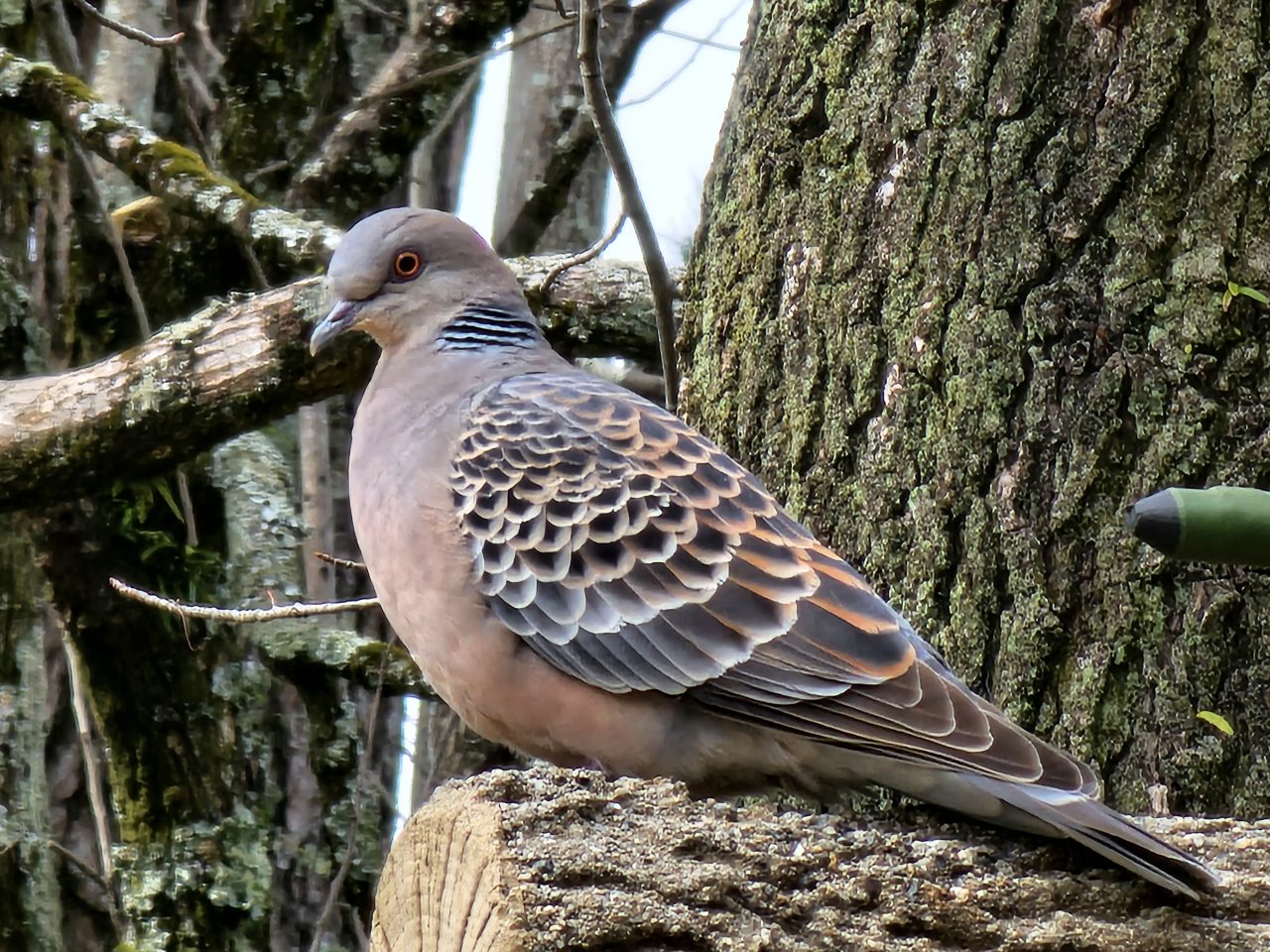 Galaxy S23 Ultraの写真作例