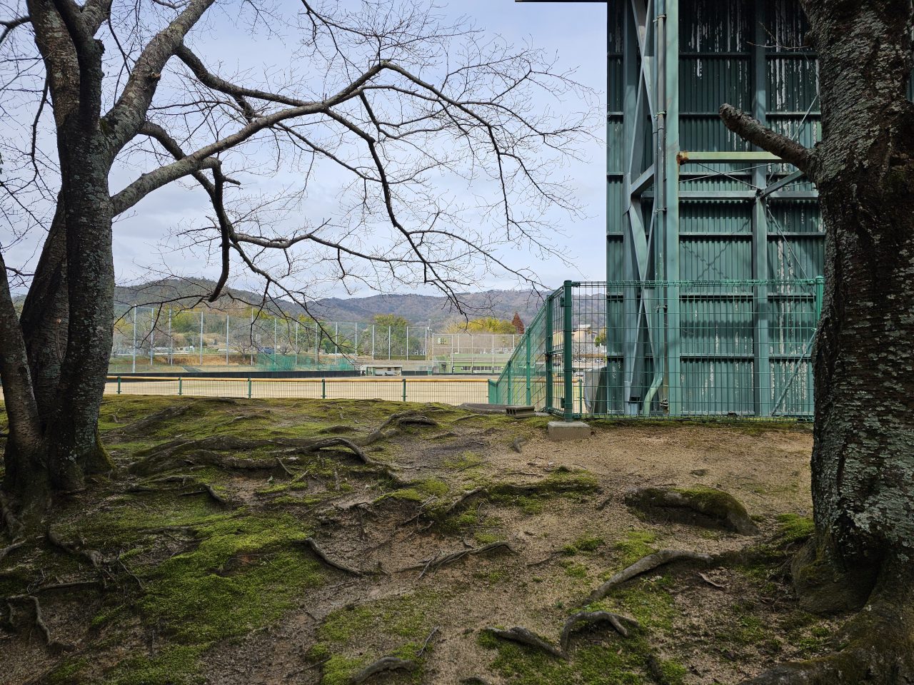 Galaxy S23 Ultraの写真作例