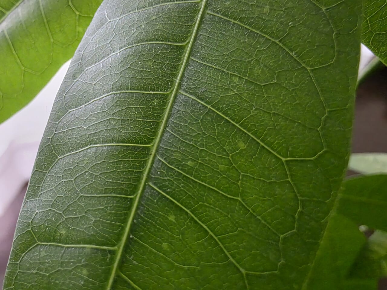 Galaxy S25 Ultra