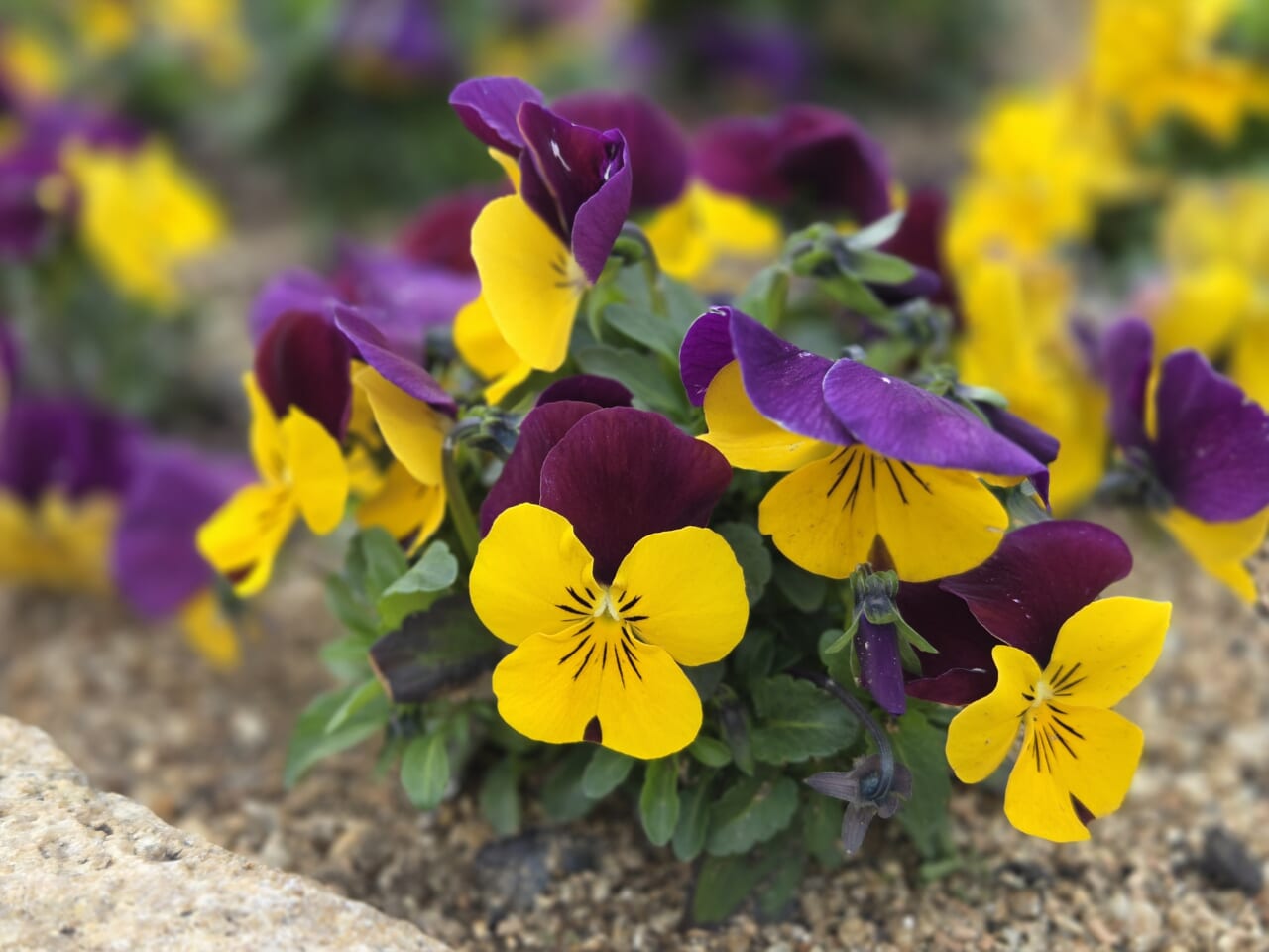 Galaxy S25 カメラ作例