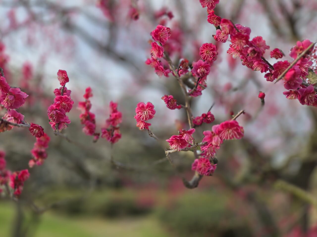 Galaxy S25 カメラ作例