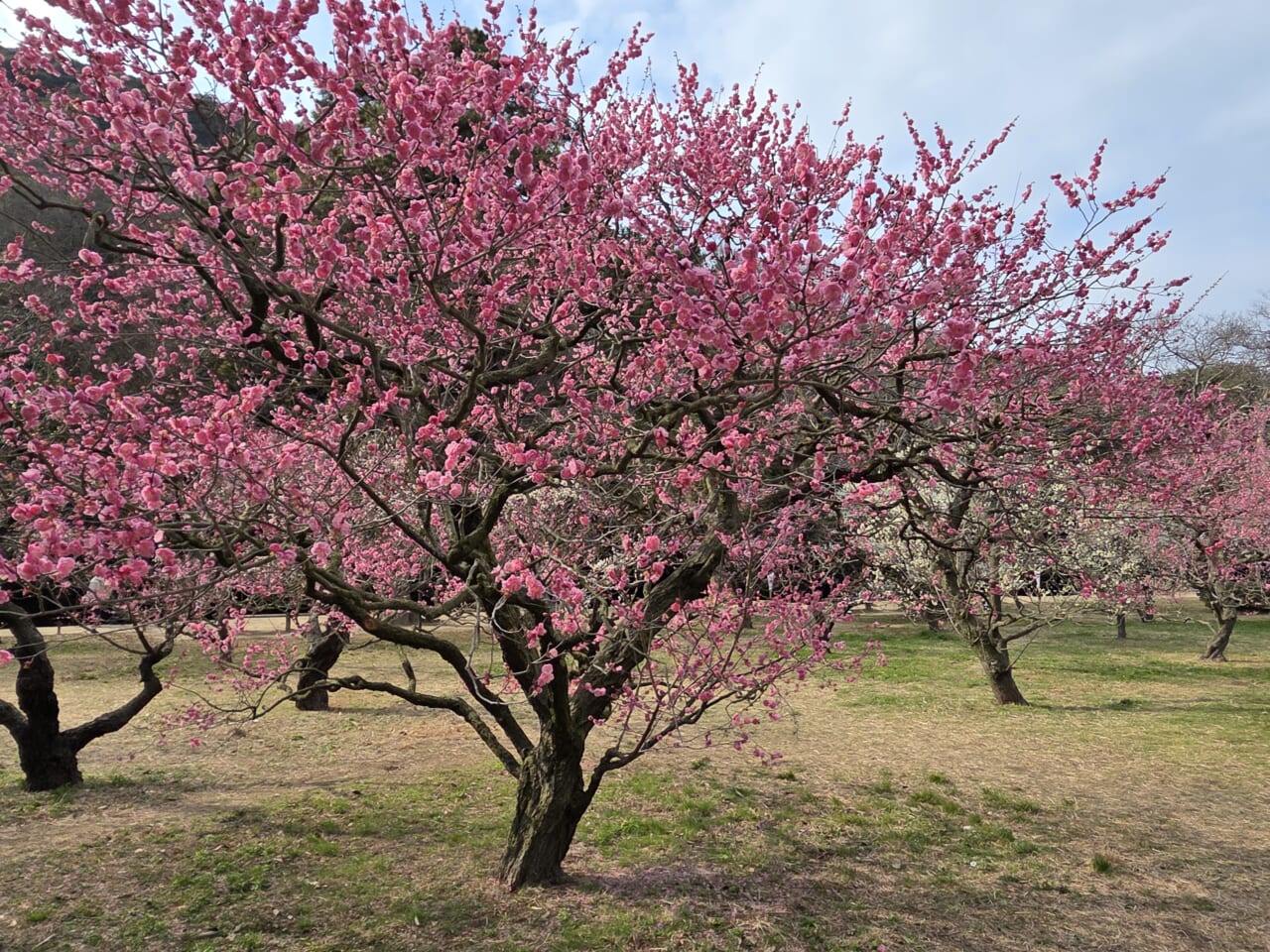 Galaxy S25 カメラ作例