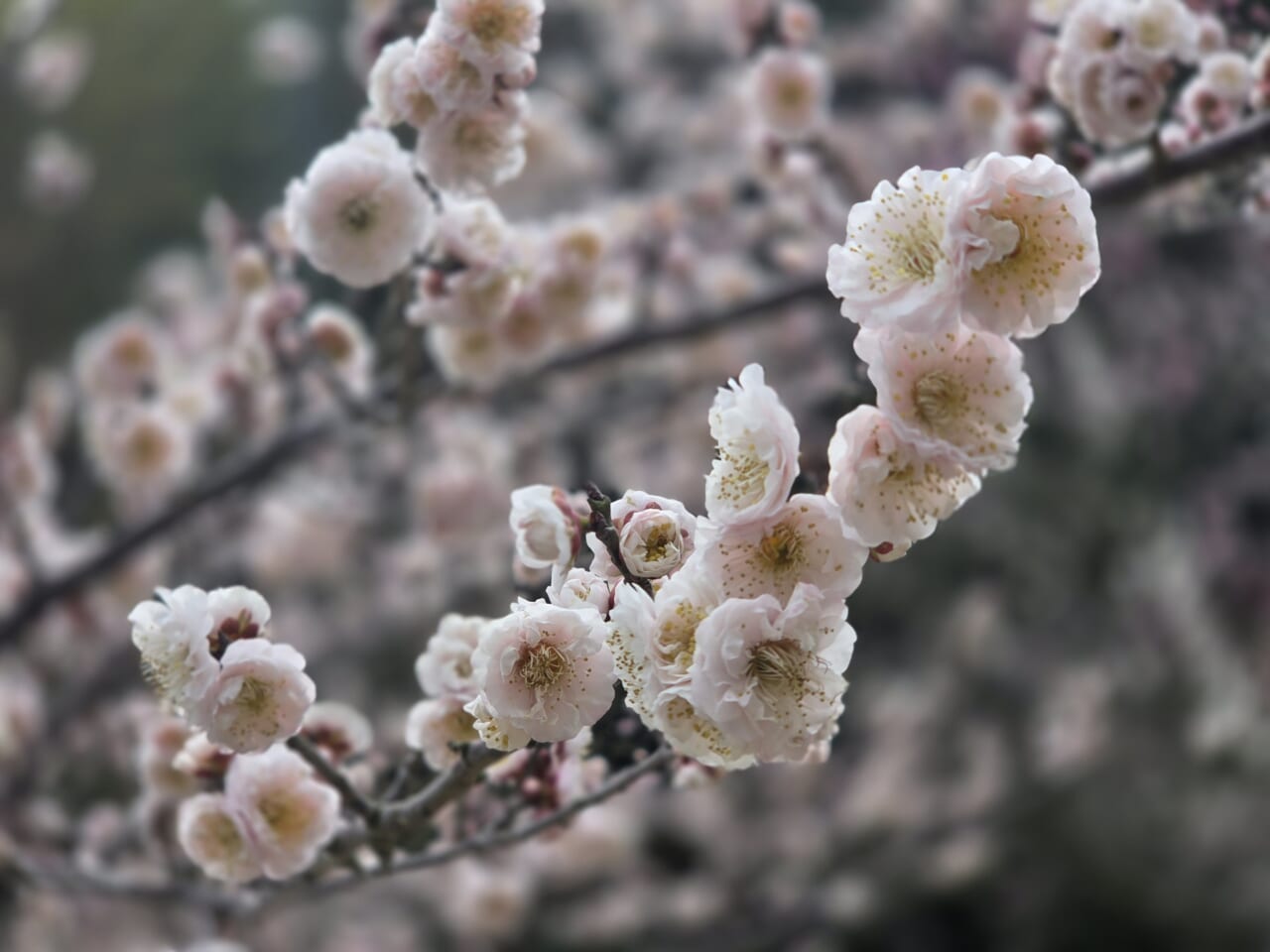 Galaxy S25 カメラ作例