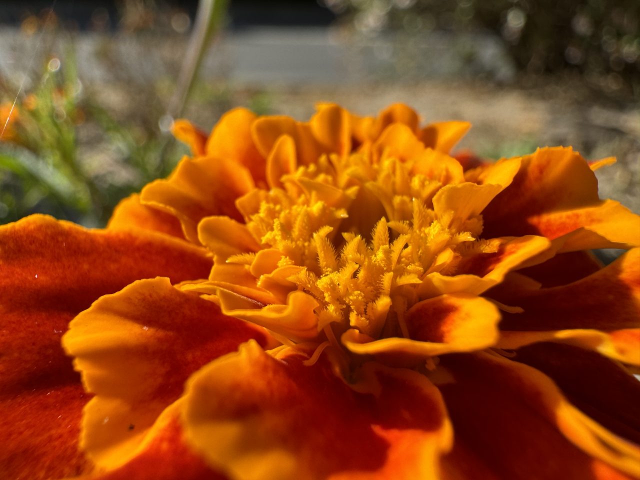iPhone 15 Proの写真作例