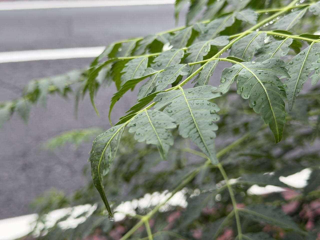 iPhone 17 Proの写真作例