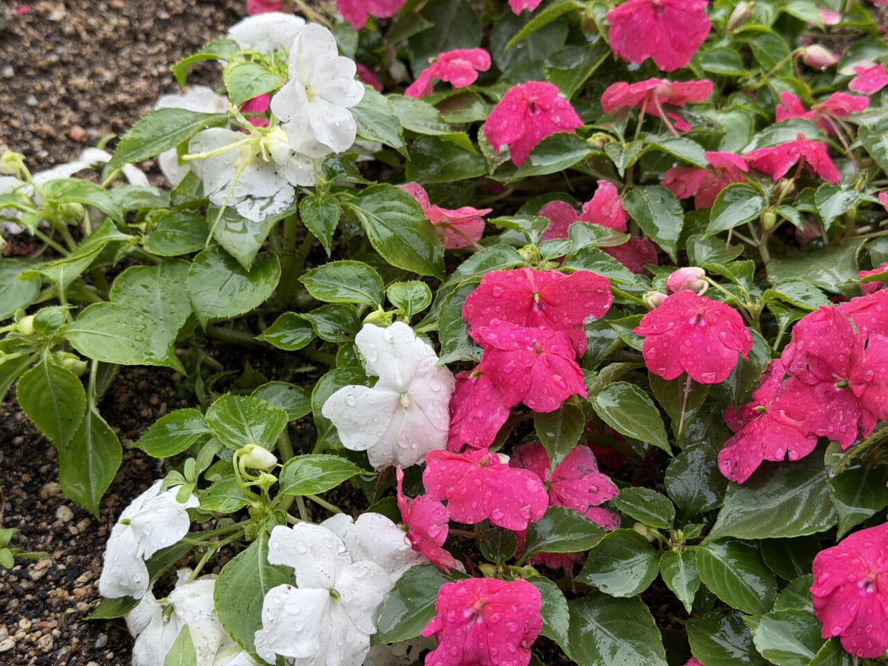 iPhone 17 Proの写真作例