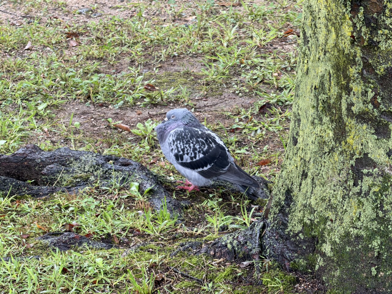 iPhone 17 Proの写真作例