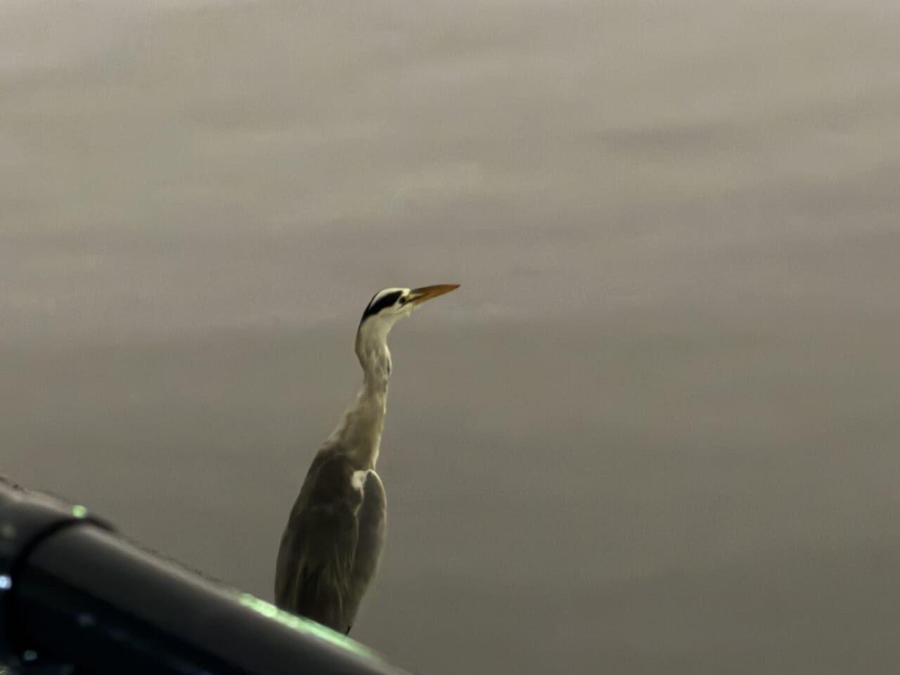 iPhone 17 Proの写真作例