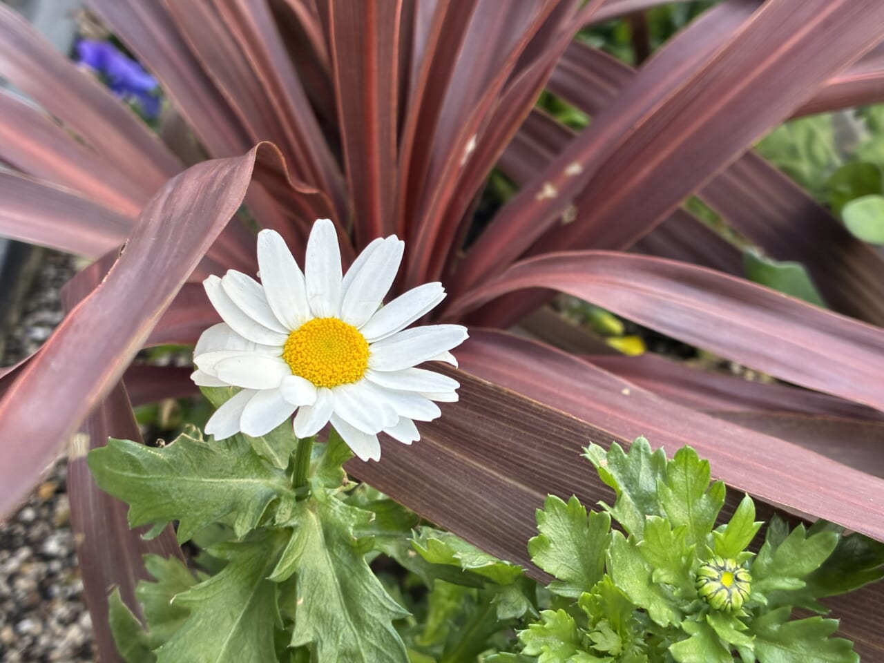 iPhone16eの写真作例