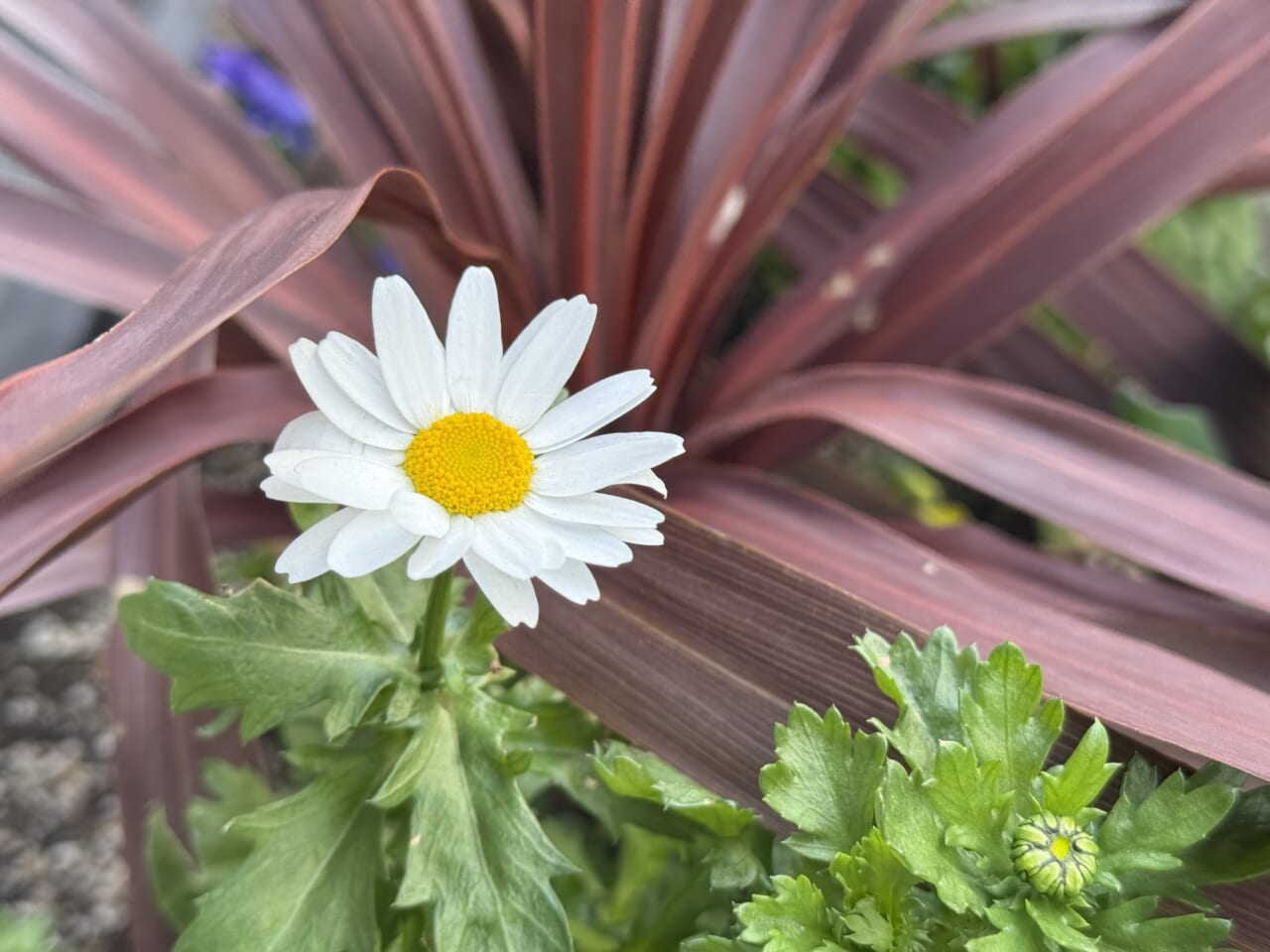 iPhone16 Proの写真作例