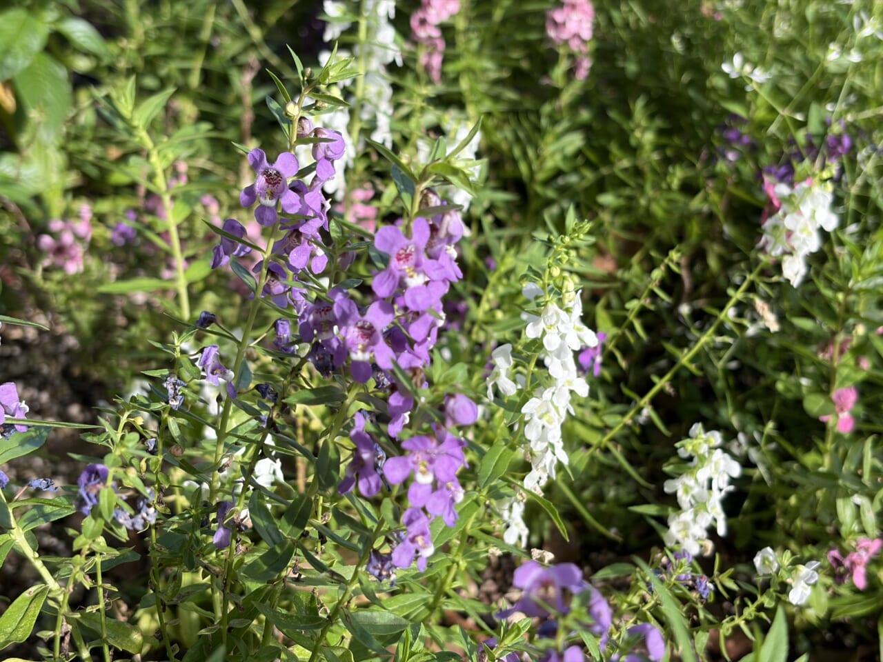 iPhone Airの写真作例