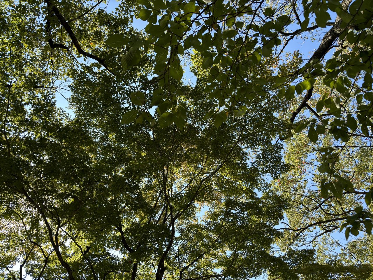 iPhone15写真作例