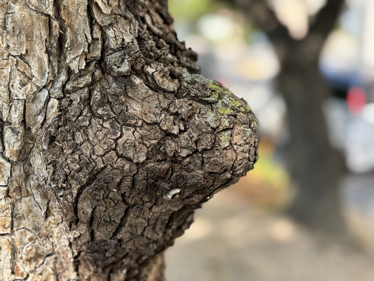 iPhone15写真作例