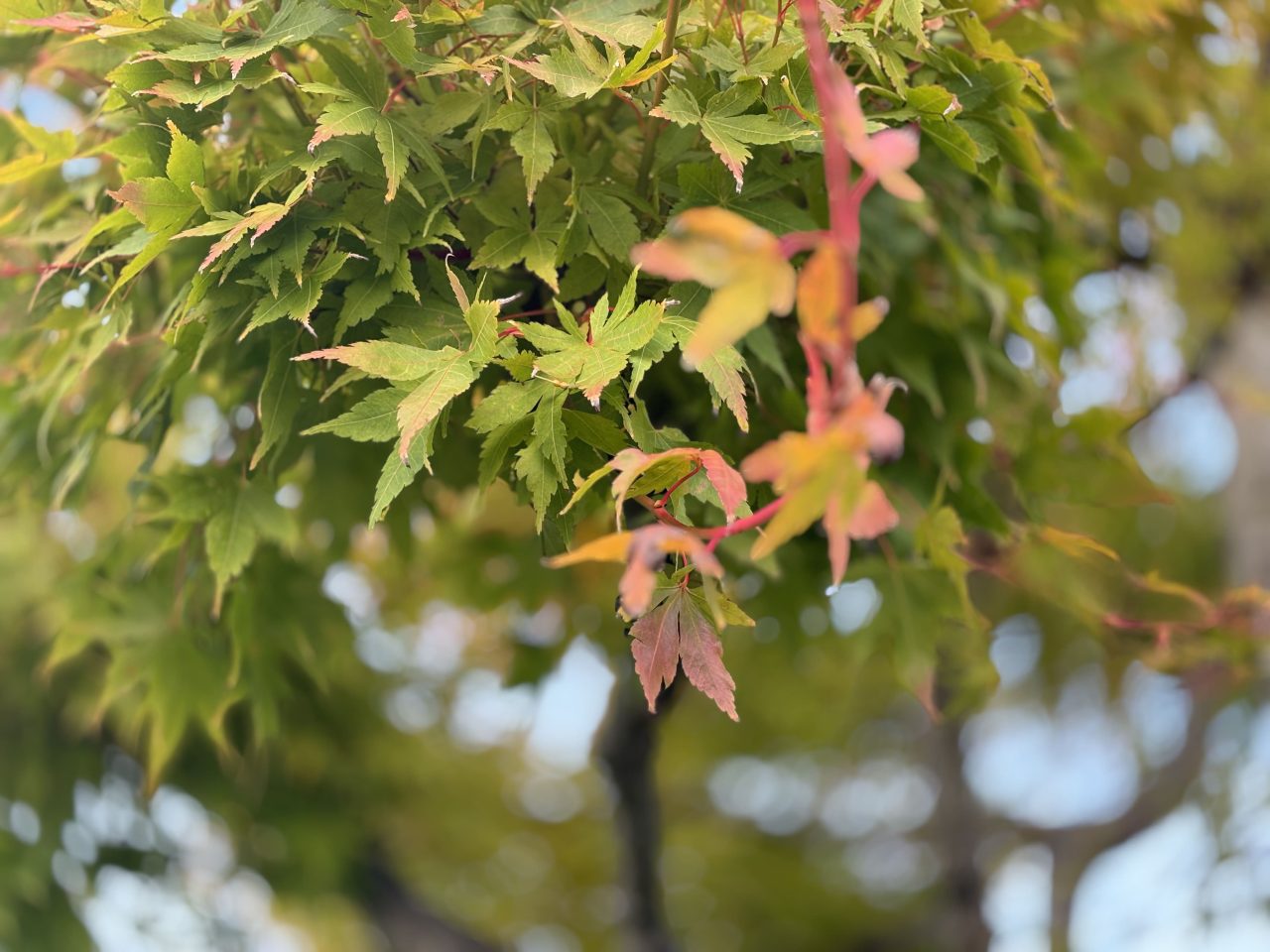 iPhone15 Plus実機レビュー