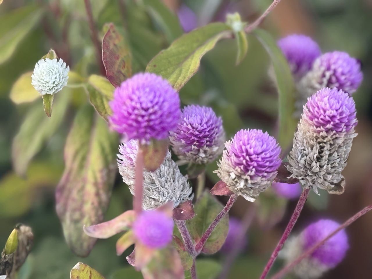 iPhone15 Pro Max実機レビュー