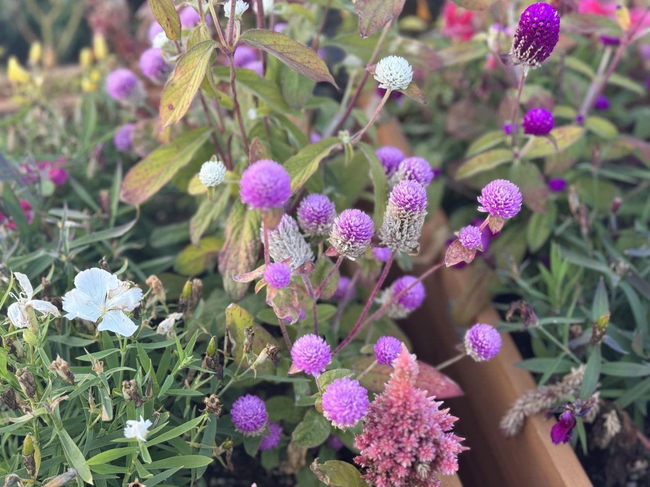 iPhone15 Pro Max実機レビュー