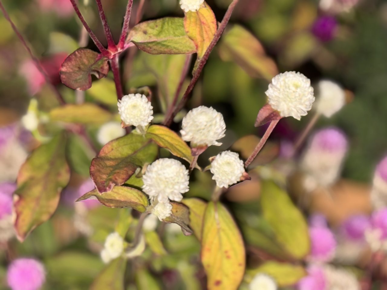 iPhone15 Pro Max実機レビュー