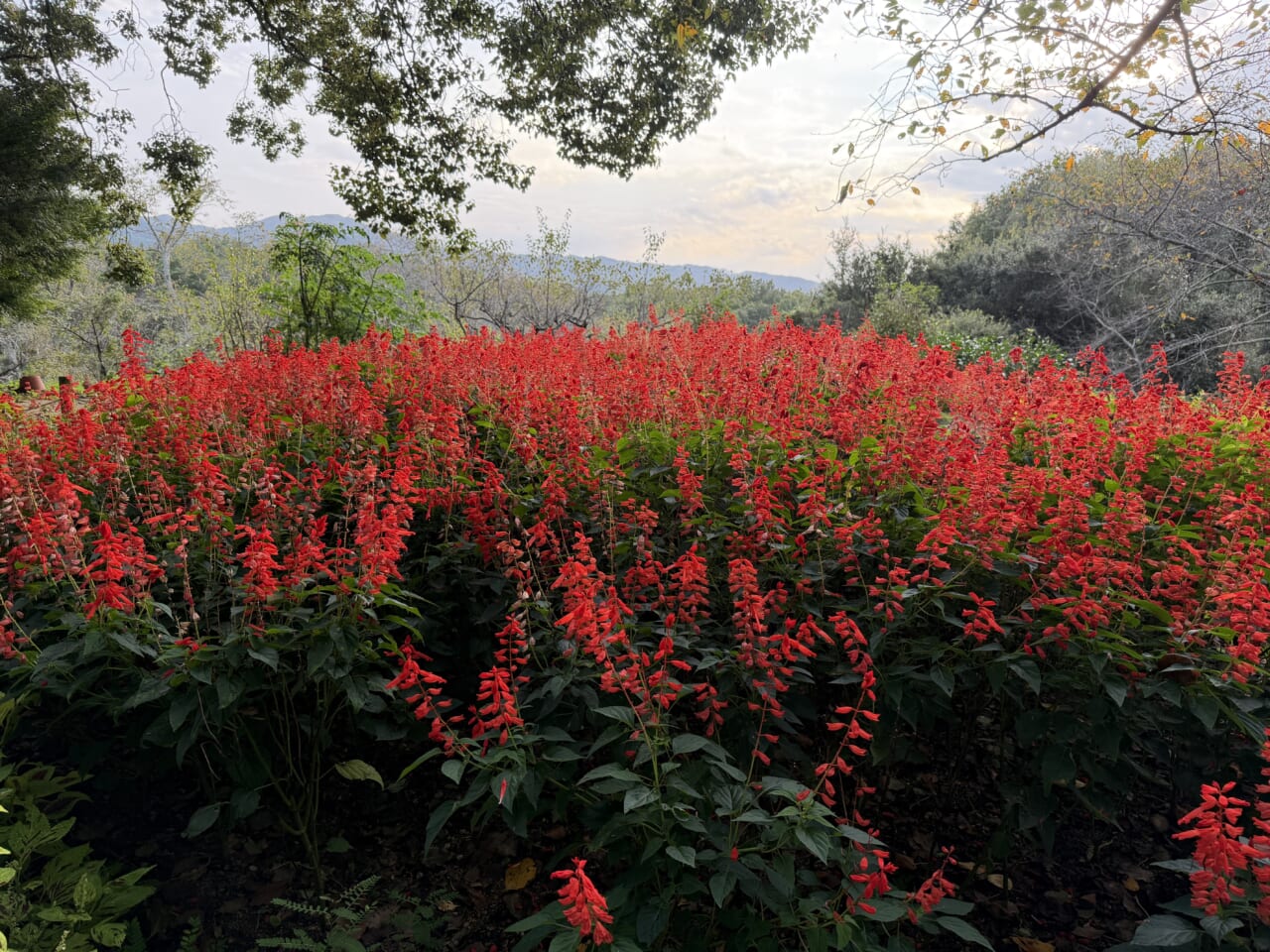 iPhone17 Pro Maxのカメラ作例1