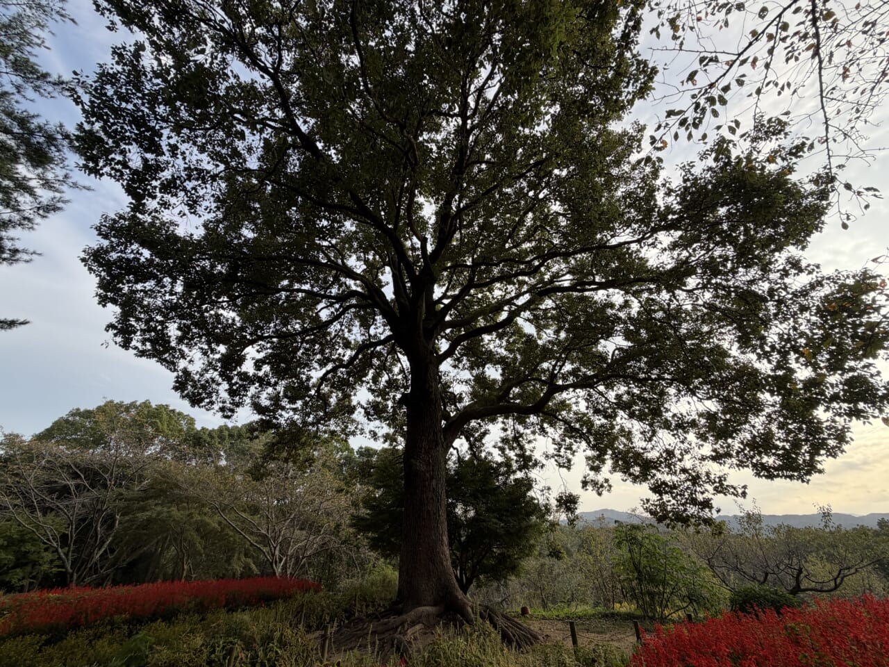 iPhone17 Pro Maxのカメラ作例4