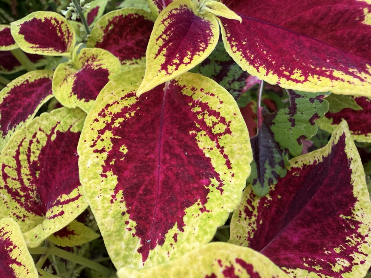 iPhone17 Pro Maxのカメラ作例5