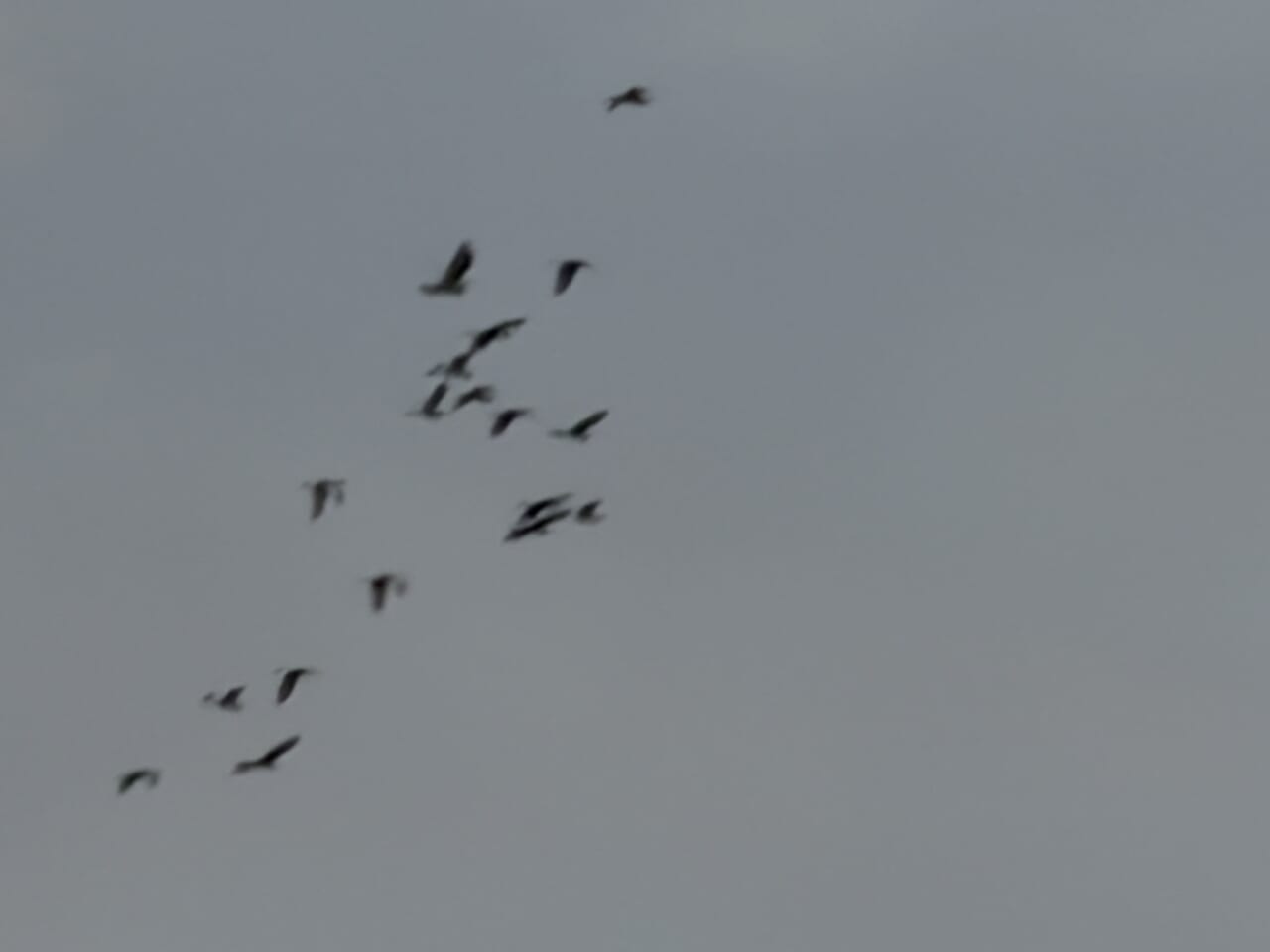 iPhone17 Pro Maxのカメラ作例13