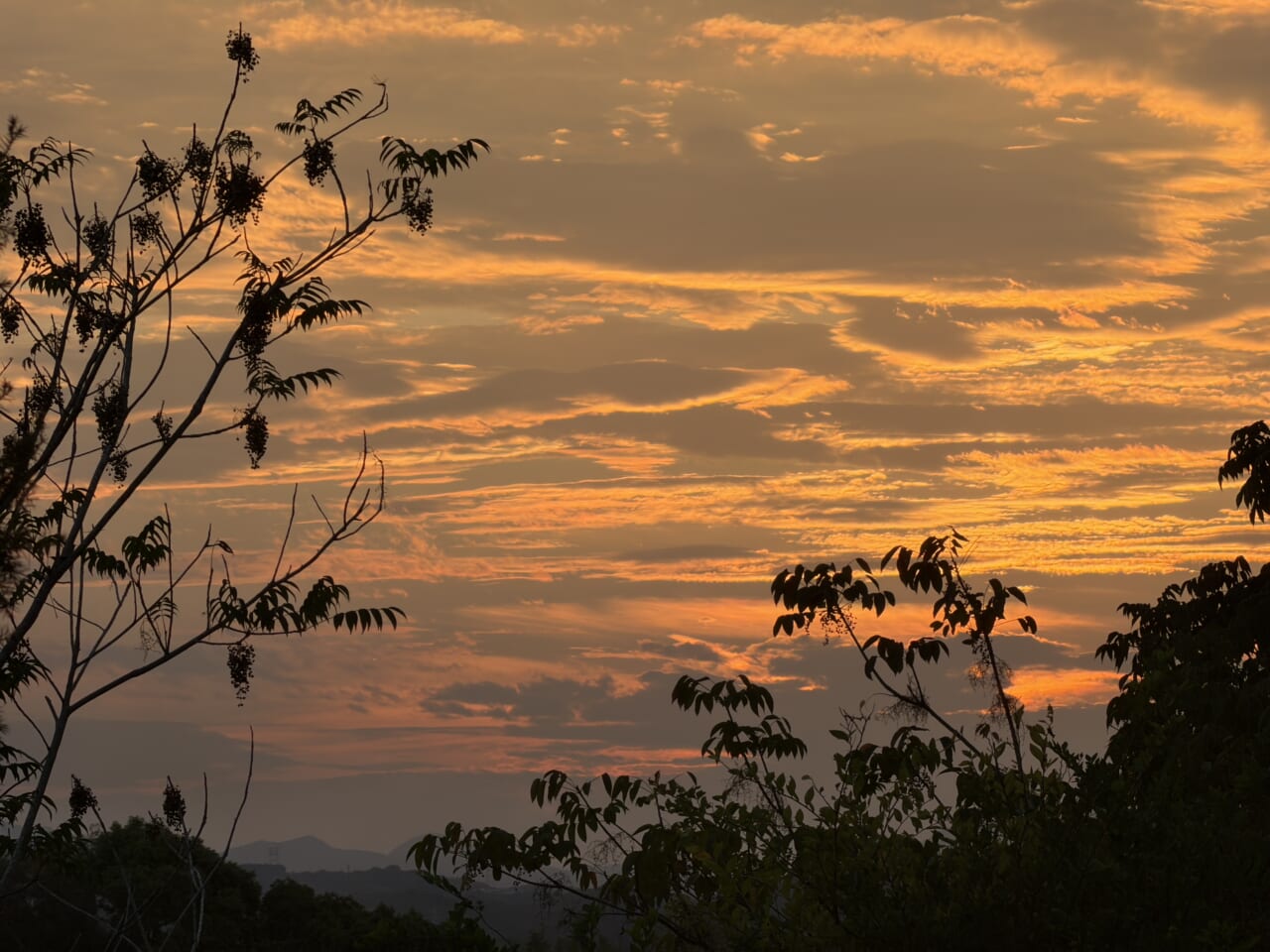 iPhone17 Pro Maxのカメラ作例22