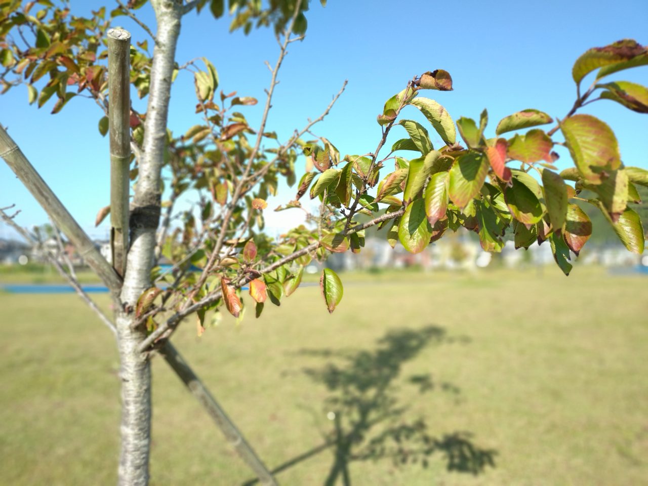 Xperia 10 V
