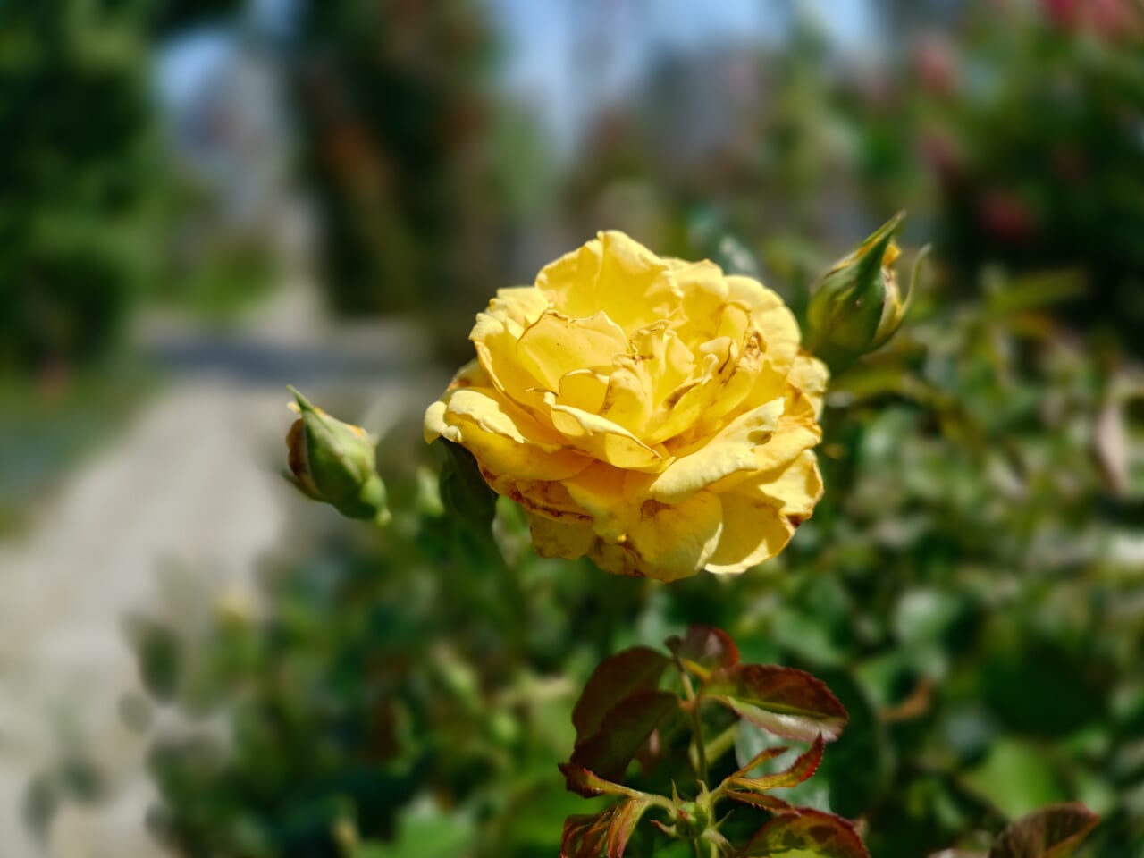 Xperia 1 VIIの日中の撮影7