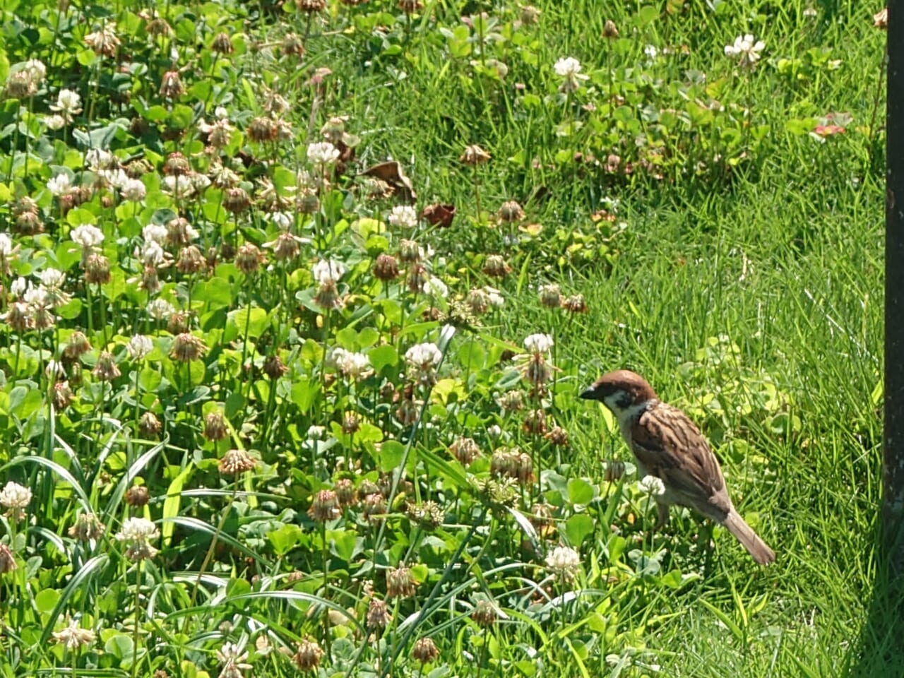Xperia 1 VIIの望遠性能9