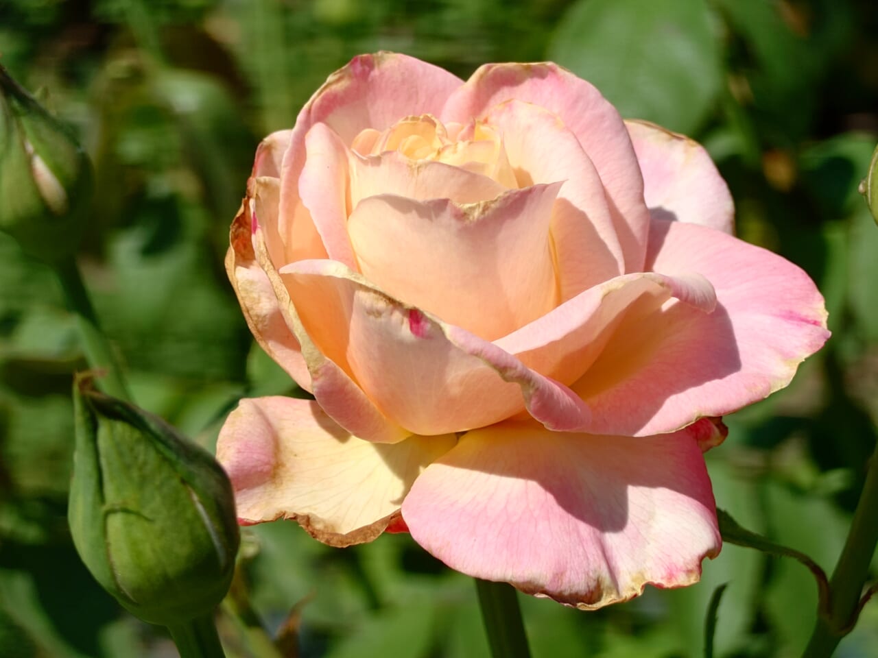 Xperia 1 VIIの日中の撮影8