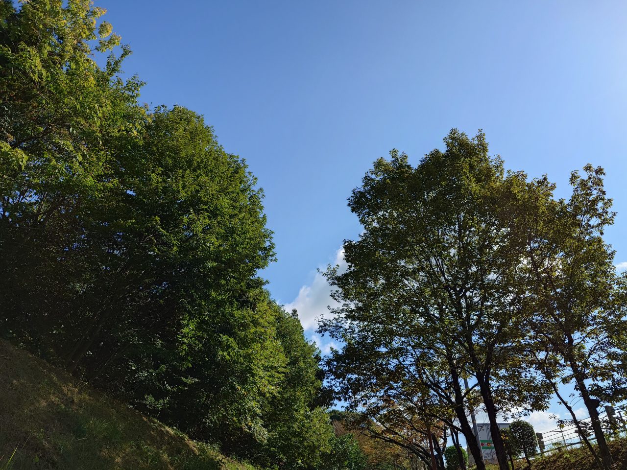 Xperia 5 V写真作例