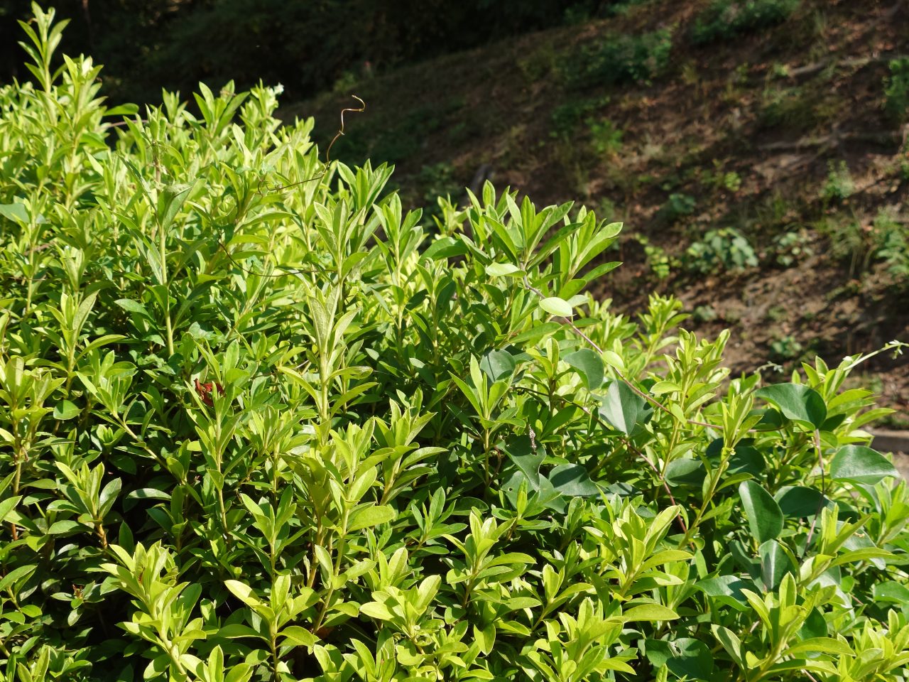 Xperia 5 V写真作例