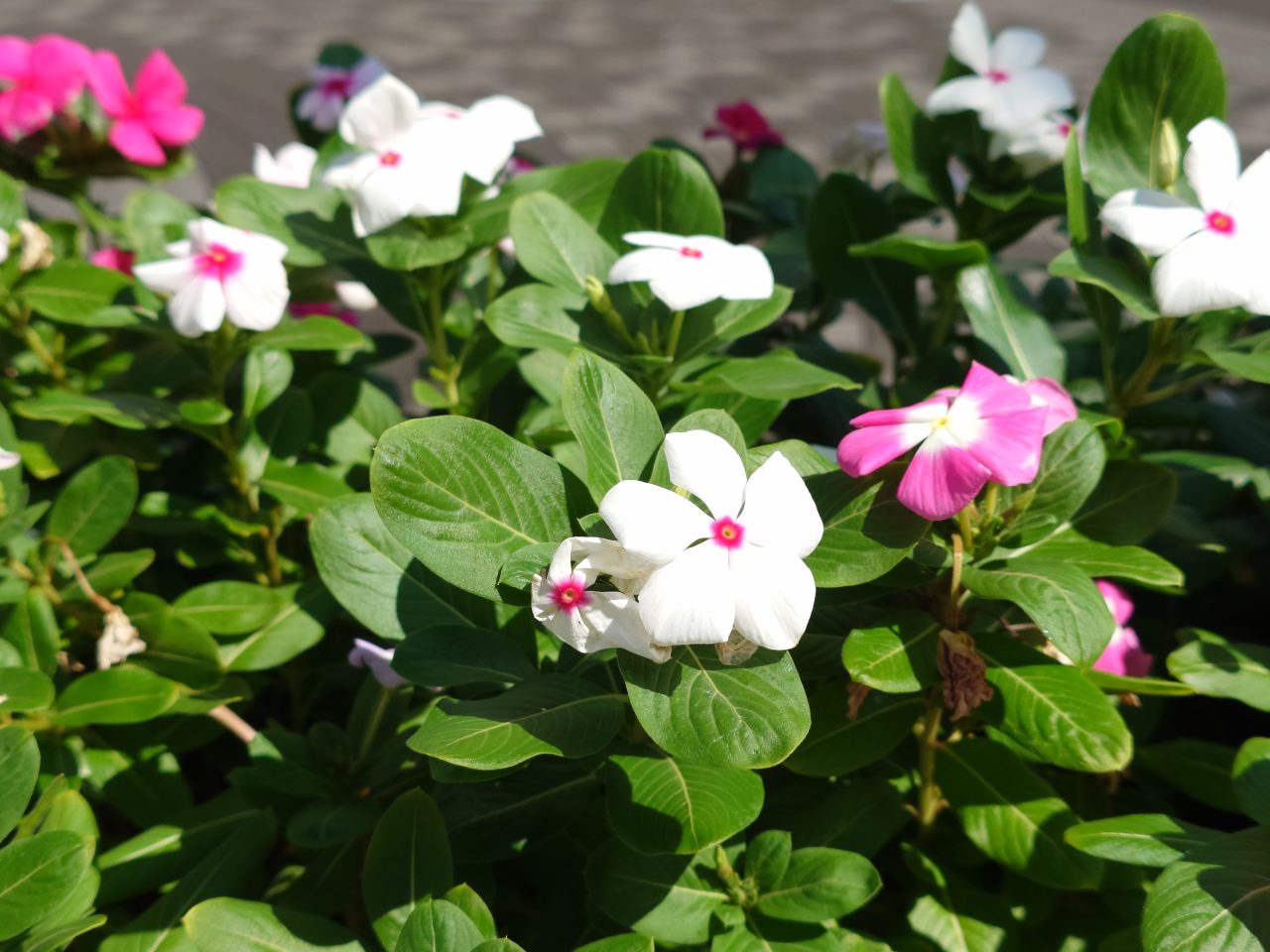 Xperia 5 V写真作例