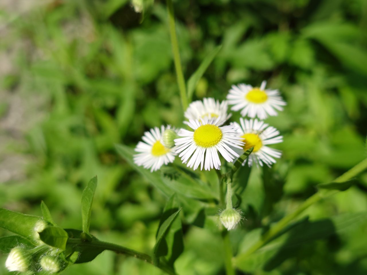 Xperia 5 V写真作例