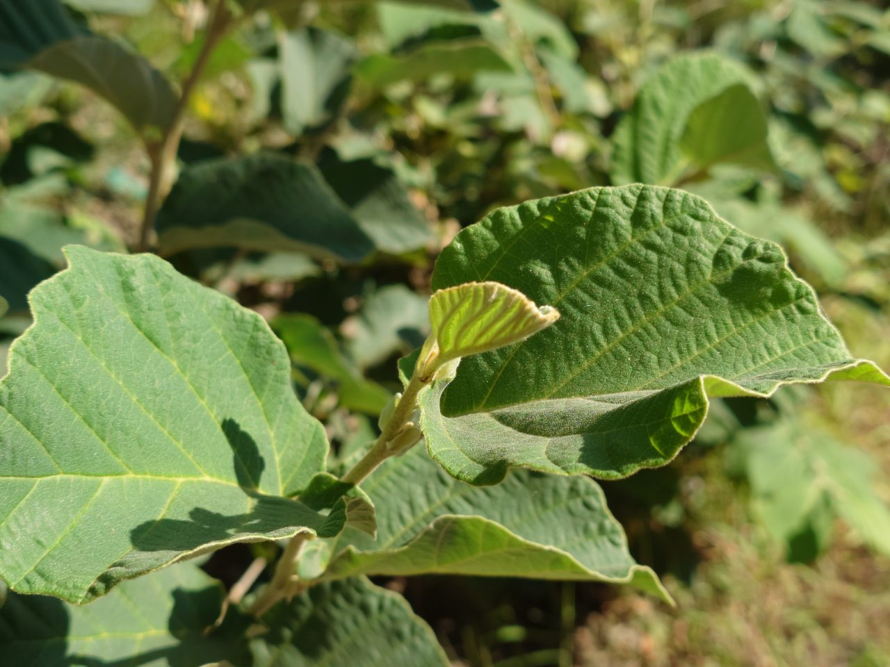 Xperia 5 V写真作例